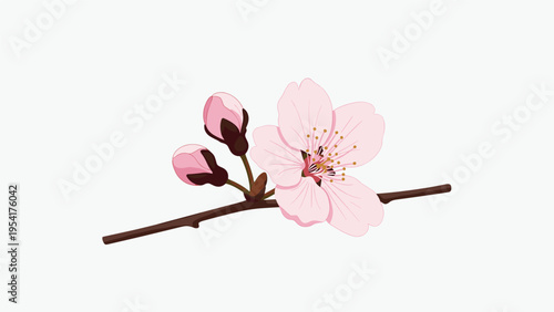 Delicate pink cherry blossom flower on a thin branch with several closed buds against a clean white background in digital illustration.