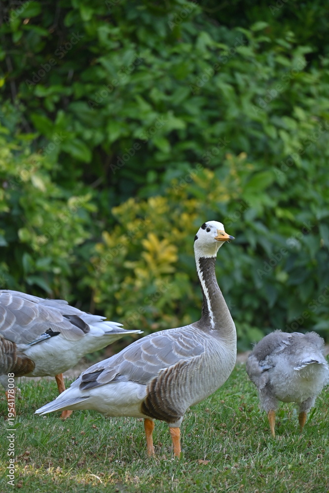 Obraz premium goose in a park