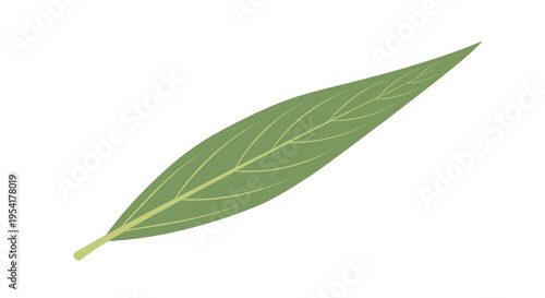 A single, elongated green leaf with prominent lighter veins is positioned diagonally against a pure white background.