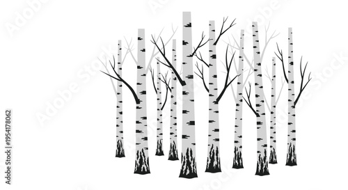 A cluster of slender birch trees with white and black striped bark and bare branches stands upright against a stark white background.