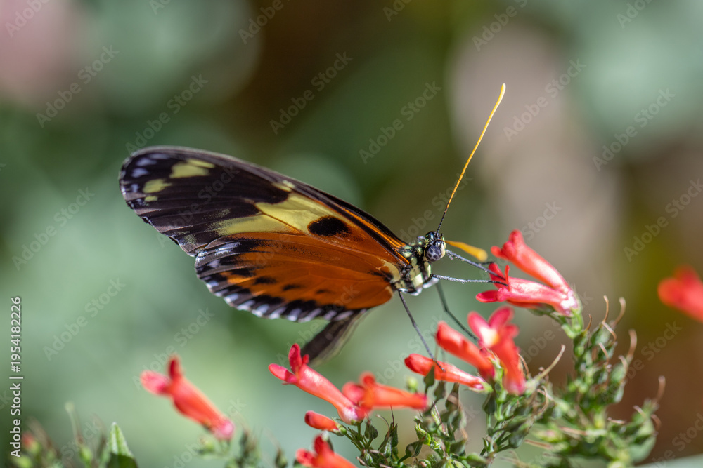 Obraz premium orange and black butterfly on pink flower