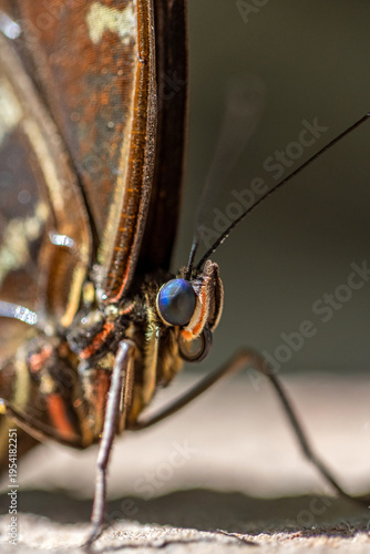 orange butterfly face detail eye