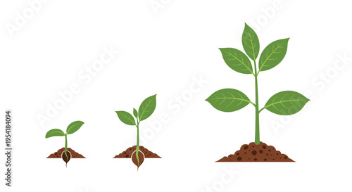 Plant growth stages from seed to sprout and finally a small plant, illustrating the cycle of life, development, and nature.