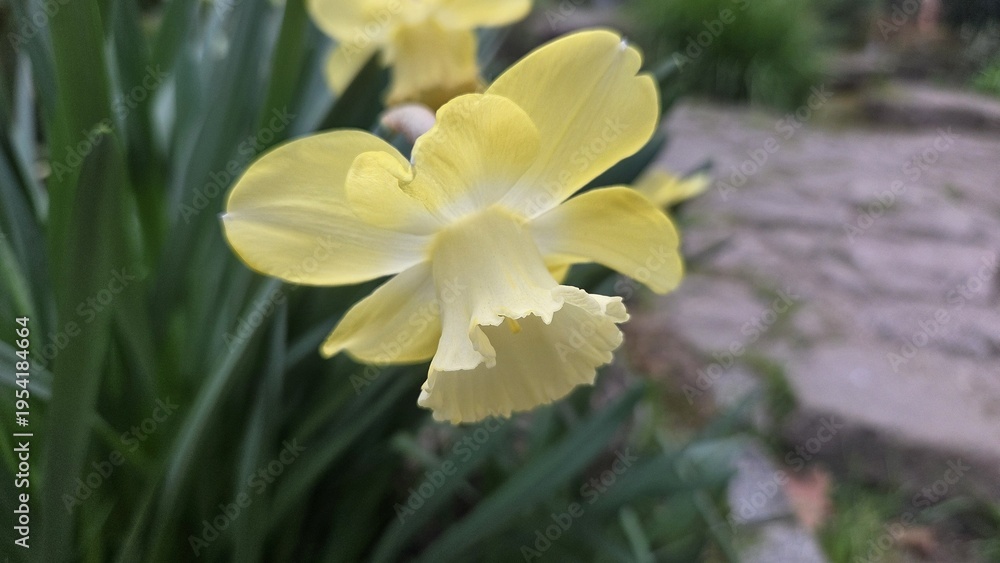 Obraz premium Close-up yellow daffodil in the royal botanical garden of madrid spring bloom for background poster and nature wallpaper