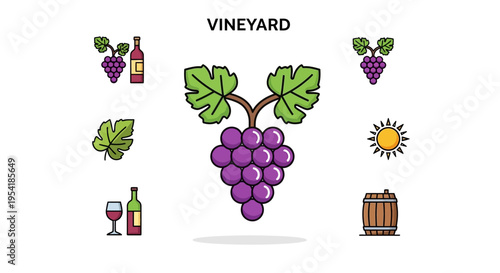 Purple Grapes on a Vine Branch.