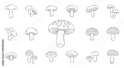 Various types of mushroom illustrations.