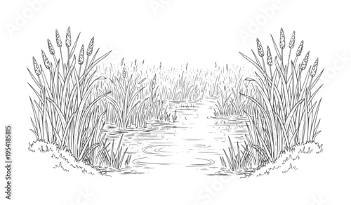 Of a narrow waterway flowing through tall reeds and cattails marsh wetland