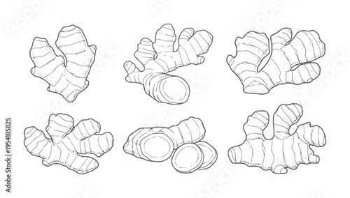 Six hand drawn ginger root in various poses and slices spice food ingredient