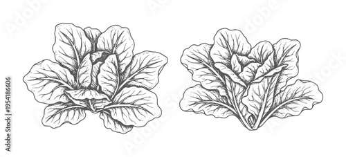Two black and white ink of leafy green vegetables greens organic healthy