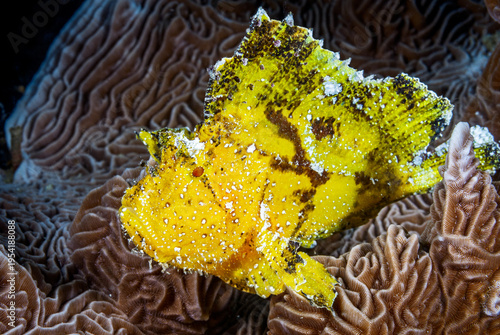 A picture of a leaf fish