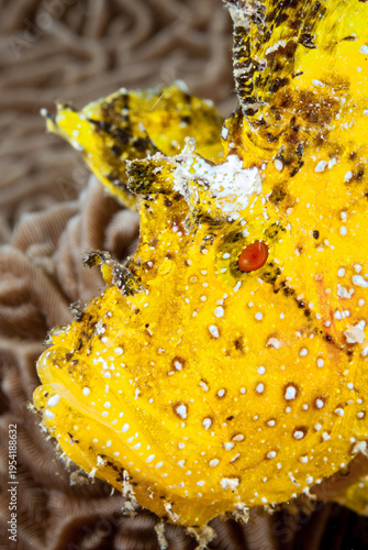 A picture of a leaf fish