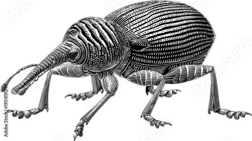 Intricate black and white engraving of a beetle with a long snout and detailed legs