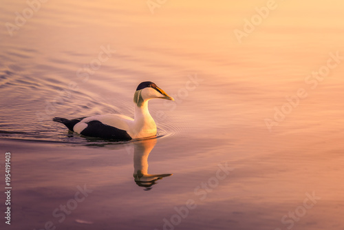Schilderij op canvas Male Common Eider Swimming Towards Orange Evening Light with Reflection, Hafrsfj