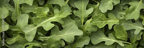 Vibrant Photorealistic Close-Up of Fresh, Crisp Arugula Leaves with Varied Dark Green Textures