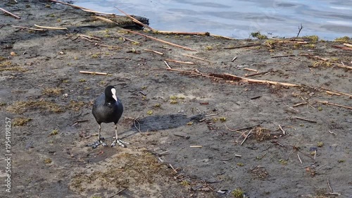Bird close-up. Coot bird on the river bank. The bird is completely black, except for a bright white beak and a white spot on its forehead. The coot walks on the ground and enters the water of the rive