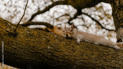 Grey squirrel lying flat on mossy tree branch looking at camera in park
