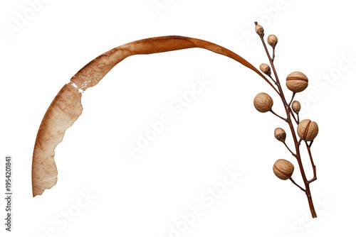 Autumn botanical branch with dried seed pods and curved leaf adding a decorative natural element, transparent background