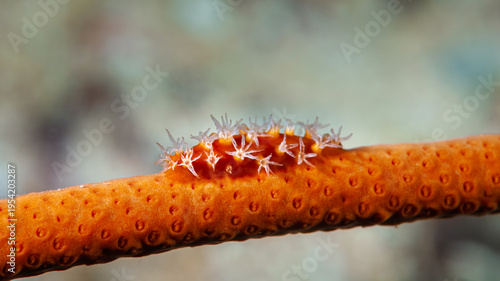 A picture of a spindle cowry