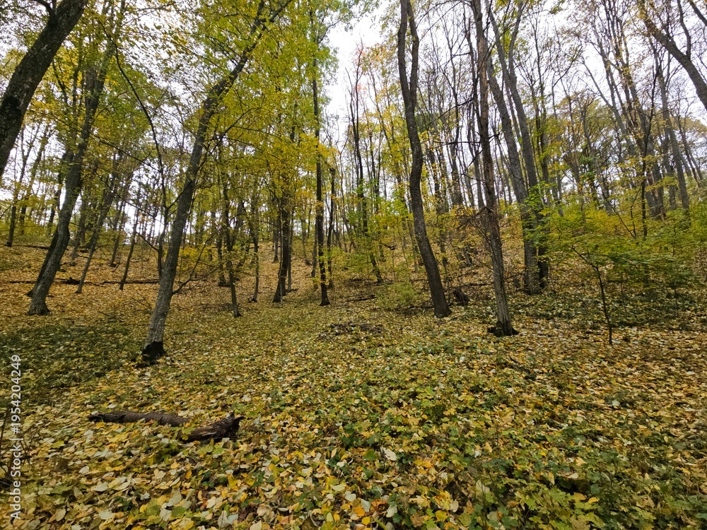 Fototapeta premium autumn in the woods