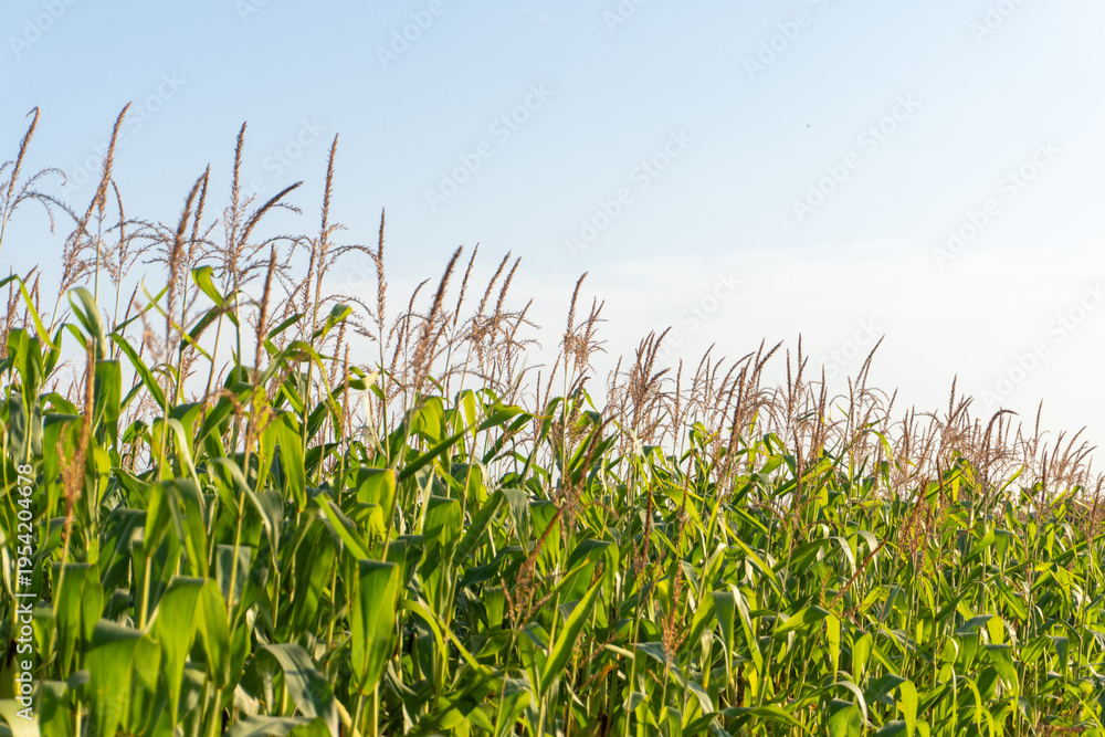 Obraz premium Corn Plants Grow Tall in a Field Under a Clear Blue Sky During the Summer Afternoon in a Rural Area
