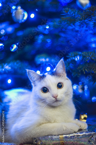 christmas white cat in patches under a blue christmas tree between gifts