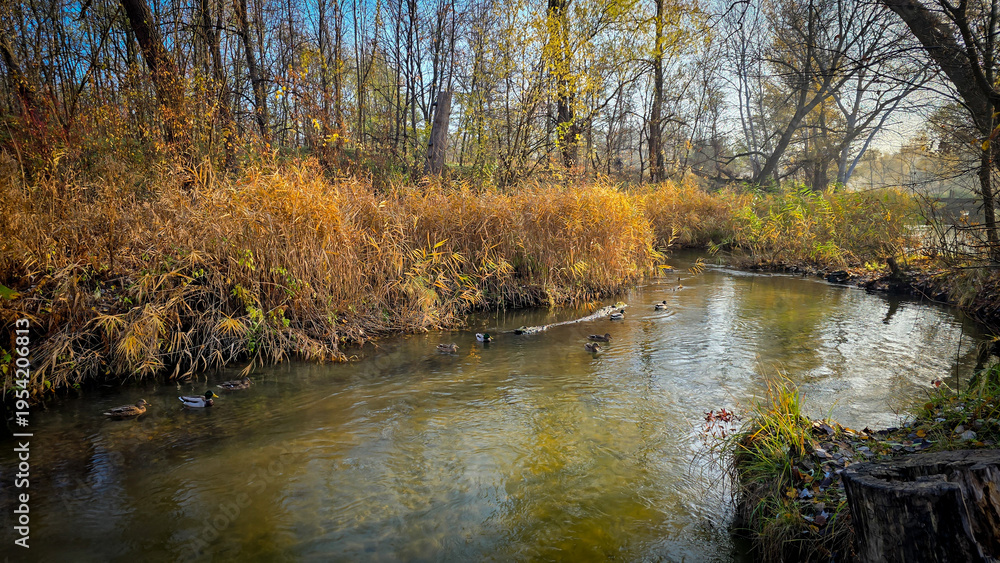 Obraz premium Autumn River Flowing Through a Golden Forest with Ducks