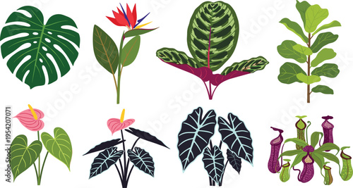 Tropical Houseplant Vector Collection Featuring Monstera, Bird of Paradise, Calathea, and Exotic Pitcher Plants for Interior Design Graphics, Jungle Decor, and Botanical Posters