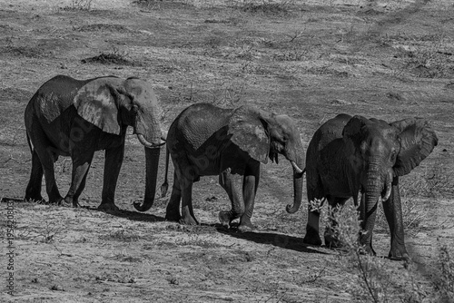 South Africa, Black and White Line of Elephants, , Kruger National Park