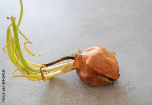 Tableau sur toile Close-up of single sprouted onion with fresh green sprouts and brown dry skin, gardening and planting concept, sustainable food, agricultural biology, detail of root vegetable development