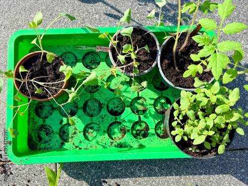 green plant in the garden