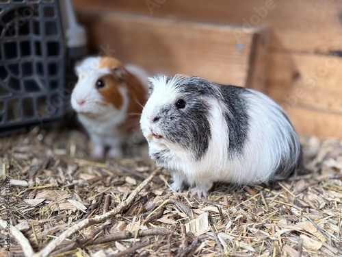 Two guinea pigs (Cavia porcellus) resting on hay bedding inside enclosure. Close-up of small domestic pets with soft background and natural textures.
