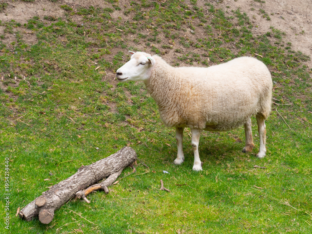 Fototapeta premium White sheep standing in a grassy field next to a log