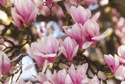 A cluster of Magnolia × soulangeana, the saucer magnolia  blooms opens in the sun, their soft pink and white petals at the Bastion Park in Geneva, Switzerland