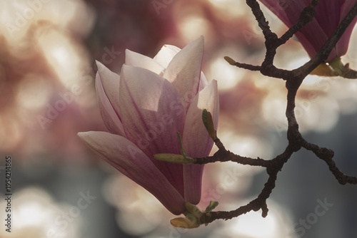 A soft pink Magnolia × soulangeana, the saucer magnolia bloom opens in the light, its delicate petal edge glowing against the blurred field of spring color at the Bastion Park in Geneva, Switzerland
