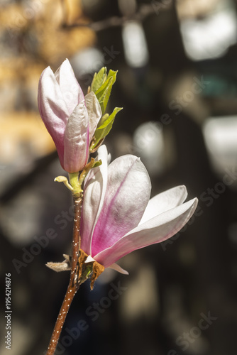 A soft pink Magnolia × soulangeana, the saucer magnolia bloom opens in the light, its delicate petal edge glowing against the blurred field of spring color at the Bastion Park in Geneva, Switzerland