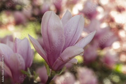 A soft pink Magnolia × soulangeana, the saucer magnolia bloom opens in the light, its delicate petal edge glowing against the blurred field of spring color at the Bastion Park in Geneva, Switzerland