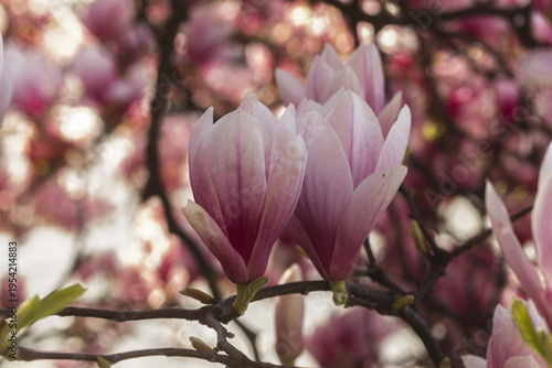 cluster of pink Magnolia × soulangeana, the saucer magnolia blooms opens their soft petals glowing against the branches at the Bastion Park in Geneva, Switzerland