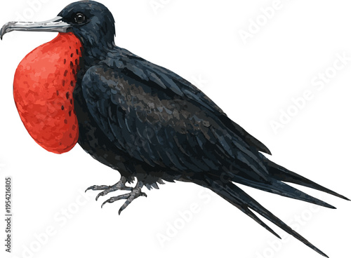 Watercolor painted vector realistic illustration of Magnificent frigatebird