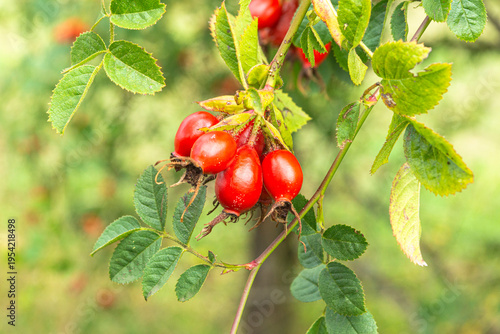 Tableau sur toile Rosehip