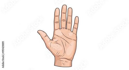 Palm Reading Hand Illustration - Lines and Fingers for Fortune Telling.