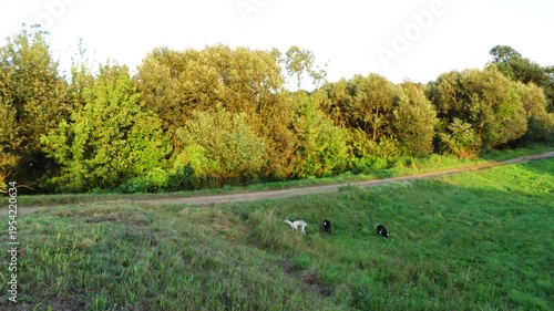 Little beautiful girl with a short haircut stands near a stone bridge and smiling. Goats graze on a green meadow near a small river.