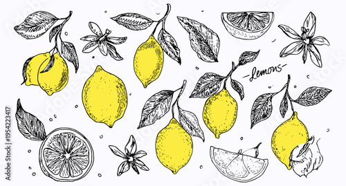 Hand drawn lemon illustration set with citrus fruits leaves and slices sketch collection, lemon, citrus, fruit, food, organic, fresh, botanical