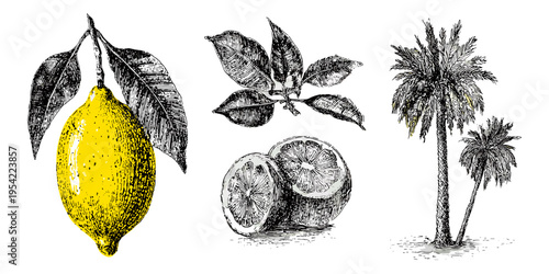 Vintage hand drawn Mediterranean summer scene with lemon cocktail palm tree and beach elements illustration, travel, vacation, mediterranean, coastal