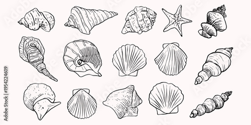 Minimal seashell drawing collection in simple outline style for coastal design, branding, icons and beach themed decoration