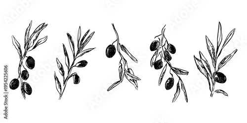 Hand drawn olive branch tattoo sketch set with black ink leaves and olives for Mediterranean branding, organic botanical clipart, vintage line art illustration, Greek peace symbol