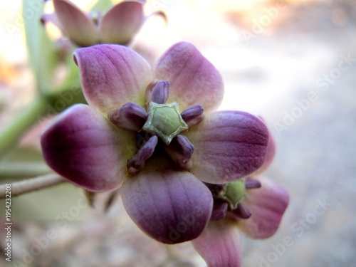 Pommier de Sodome-Calotropis procera-INDE