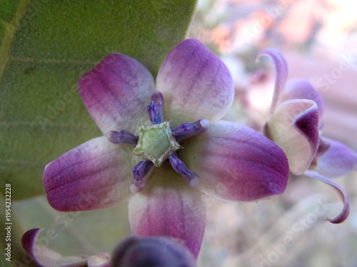 Pommier de Sodome-Calotropis procera-INDE