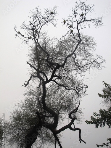 Arbres et oiseaux-Rajasthan-INDE
