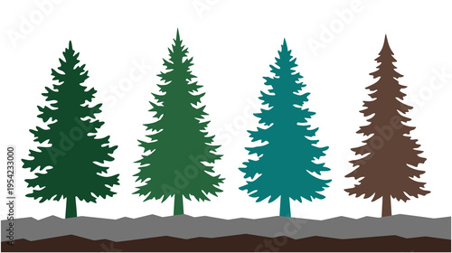 Evergreen coniferous trees standing tall on a rocky ground