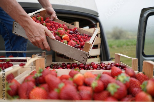 Harvesting fresh strawberries and raspberries from a truck on a farm in the early morning